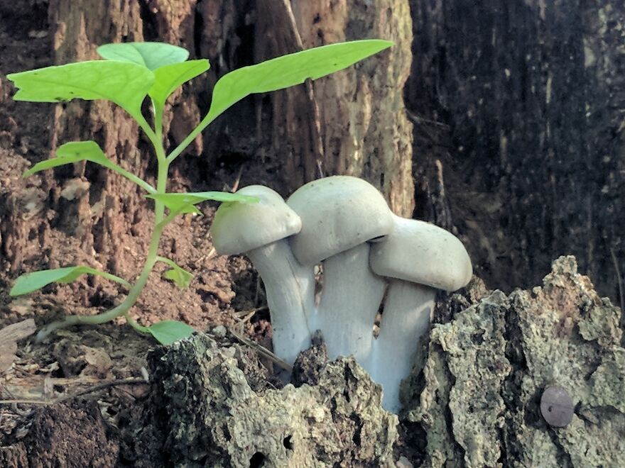 The Fungus Among Us: Can You Identify Some Of These Spores? (38 Pics)