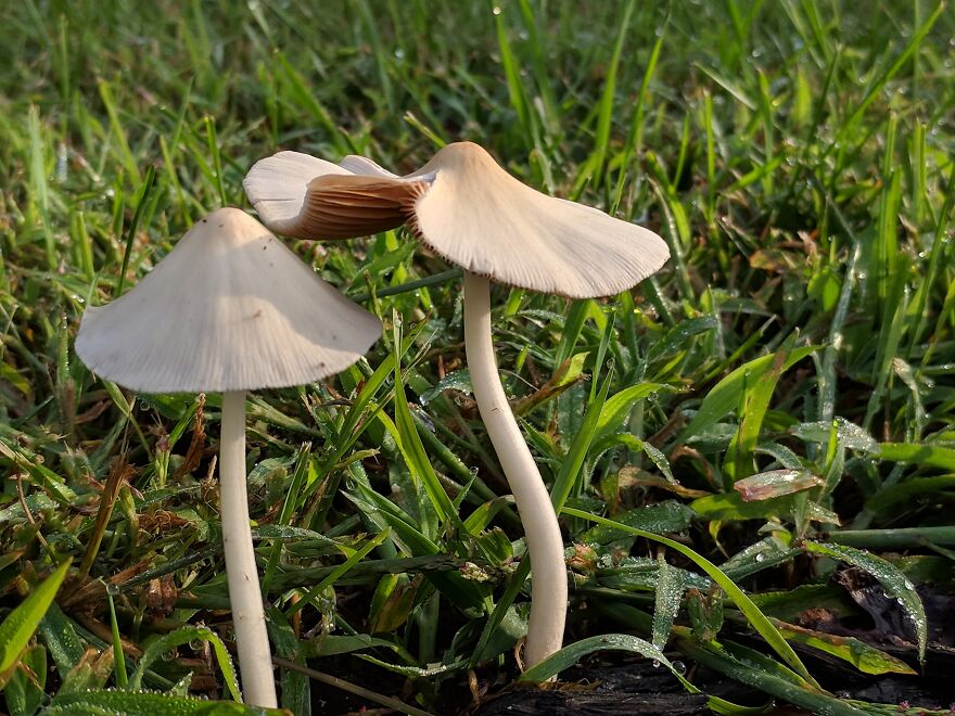 The Fungus Among Us: Can You Identify Some Of These Spores? (38 Pics)