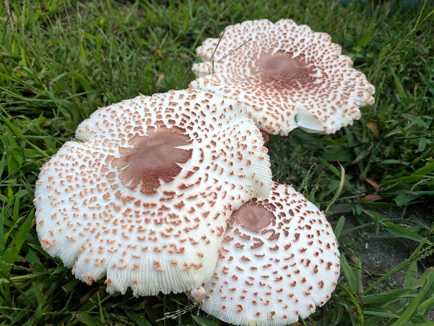 The Fungus Among Us: Can You Identify Some Of These Spores? (38 Pics)