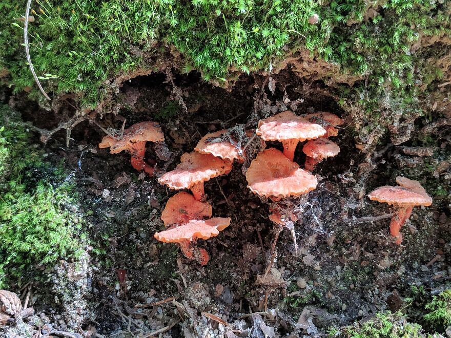 The Fungus Among Us: Can You Identify Some Of These Spores? (38 Pics)