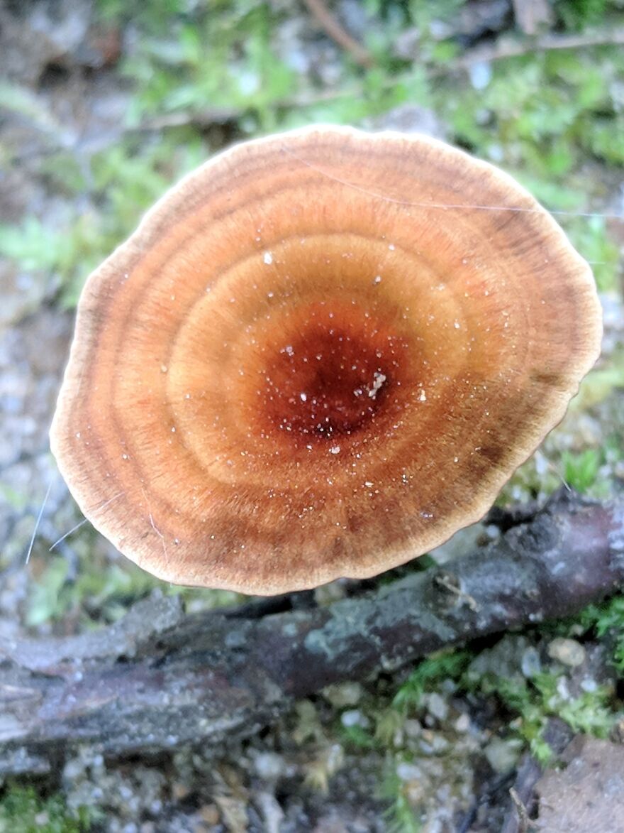 The Fungus Among Us: Can You Identify Some Of These Spores? (38 Pics)