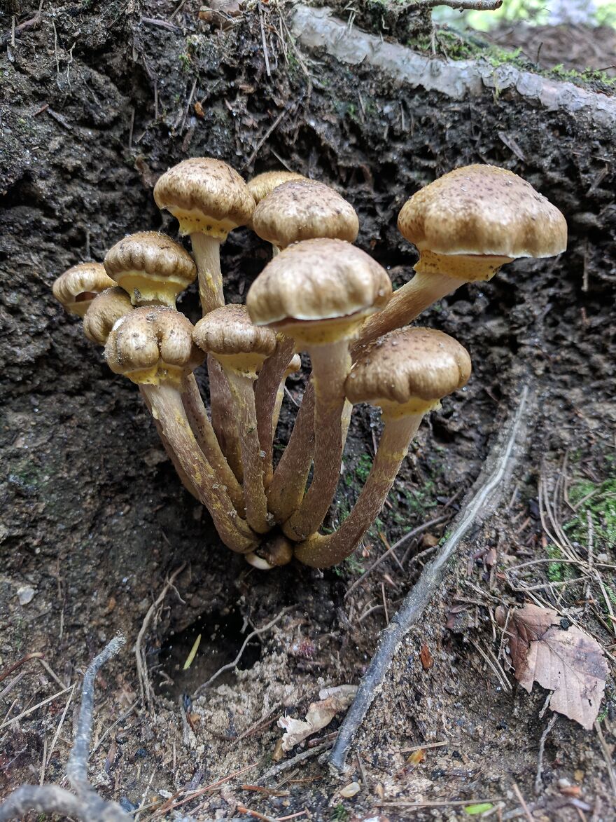 The Fungus Among Us: Can You Identify Some Of These Spores? (38 Pics)