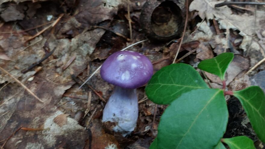 The Fungus Among Us: Can You Identify Some Of These Spores? (38 Pics)