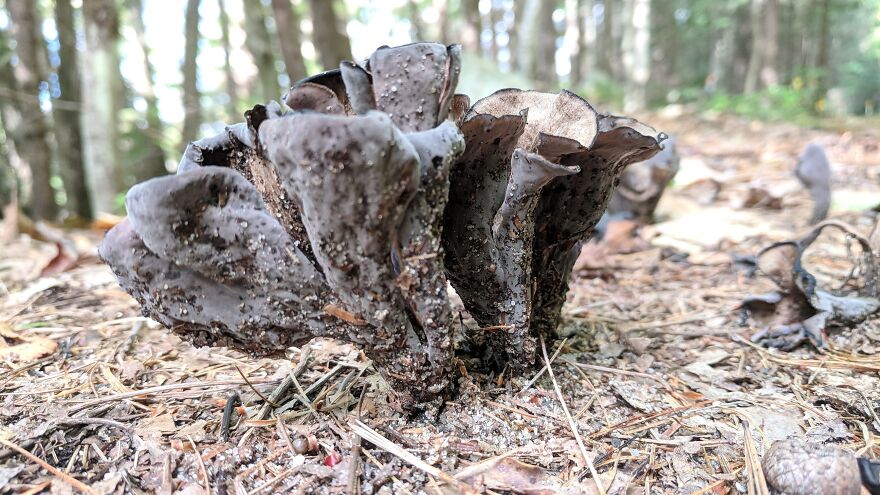 The Fungus Among Us: Can You Identify Some Of These Spores? (38 Pics)