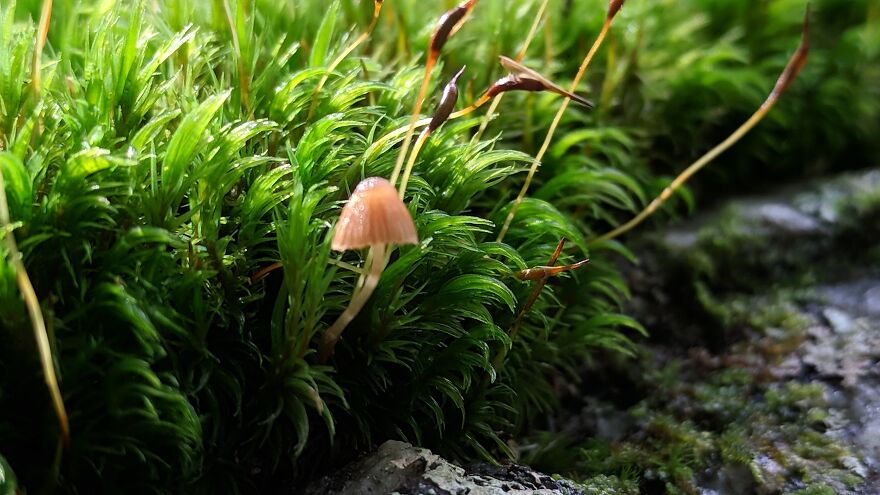 The Fungus Among Us: Can You Identify Some Of These Spores? (38 Pics)