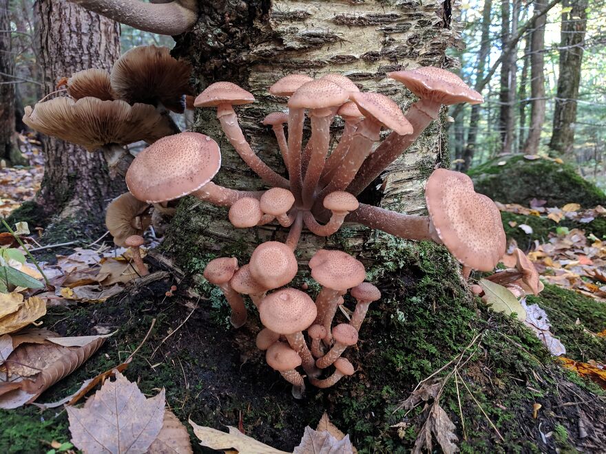 The Fungus Among Us: Can You Identify Some Of These Spores? (38 Pics)