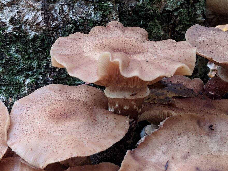 The Fungus Among Us: Can You Identify Some Of These Spores? (38 Pics)