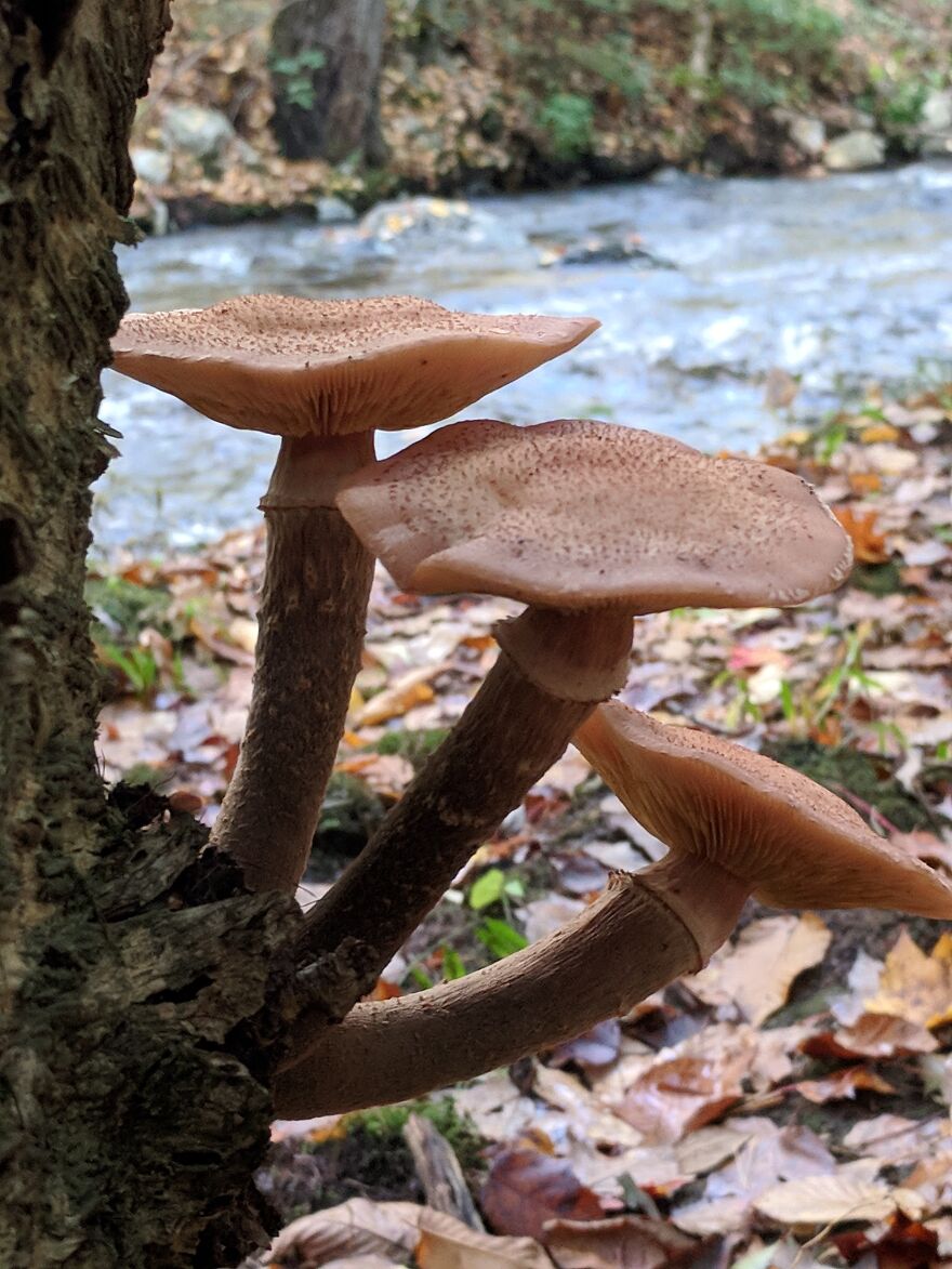 The Fungus Among Us: Can You Identify Some Of These Spores? (38 Pics)