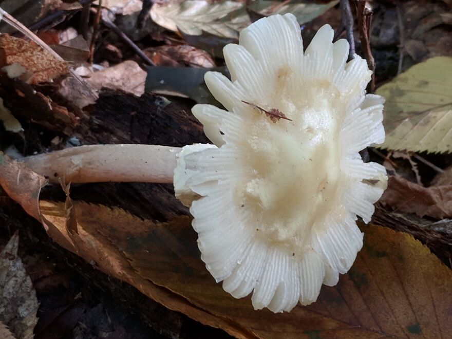 The Fungus Among Us: Can You Identify Some Of These Spores? (38 Pics)