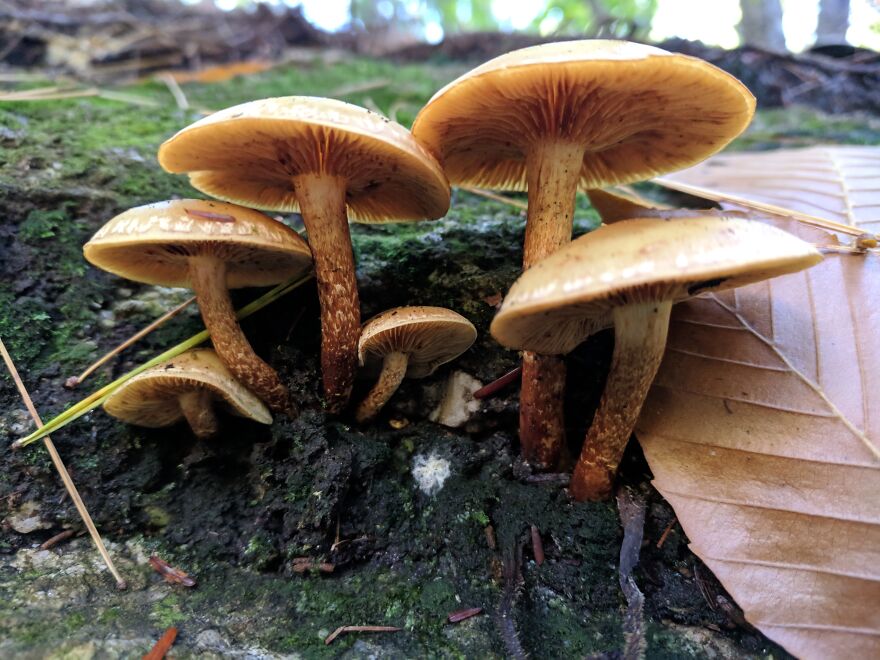 The Fungus Among Us: Can You Identify Some Of These Spores? (38 Pics)