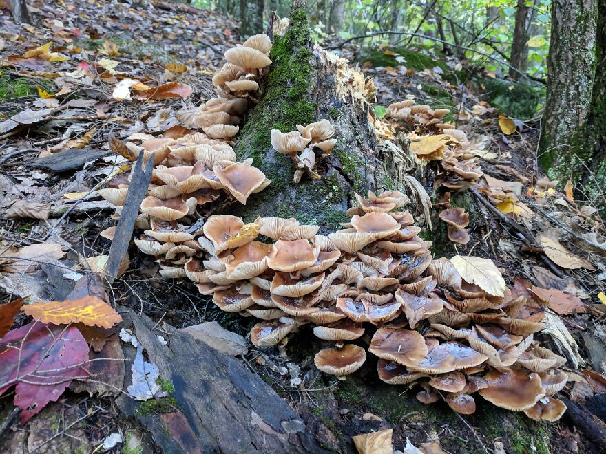 The Fungus Among Us: Can You Identify Some Of These Spores? (38 Pics)