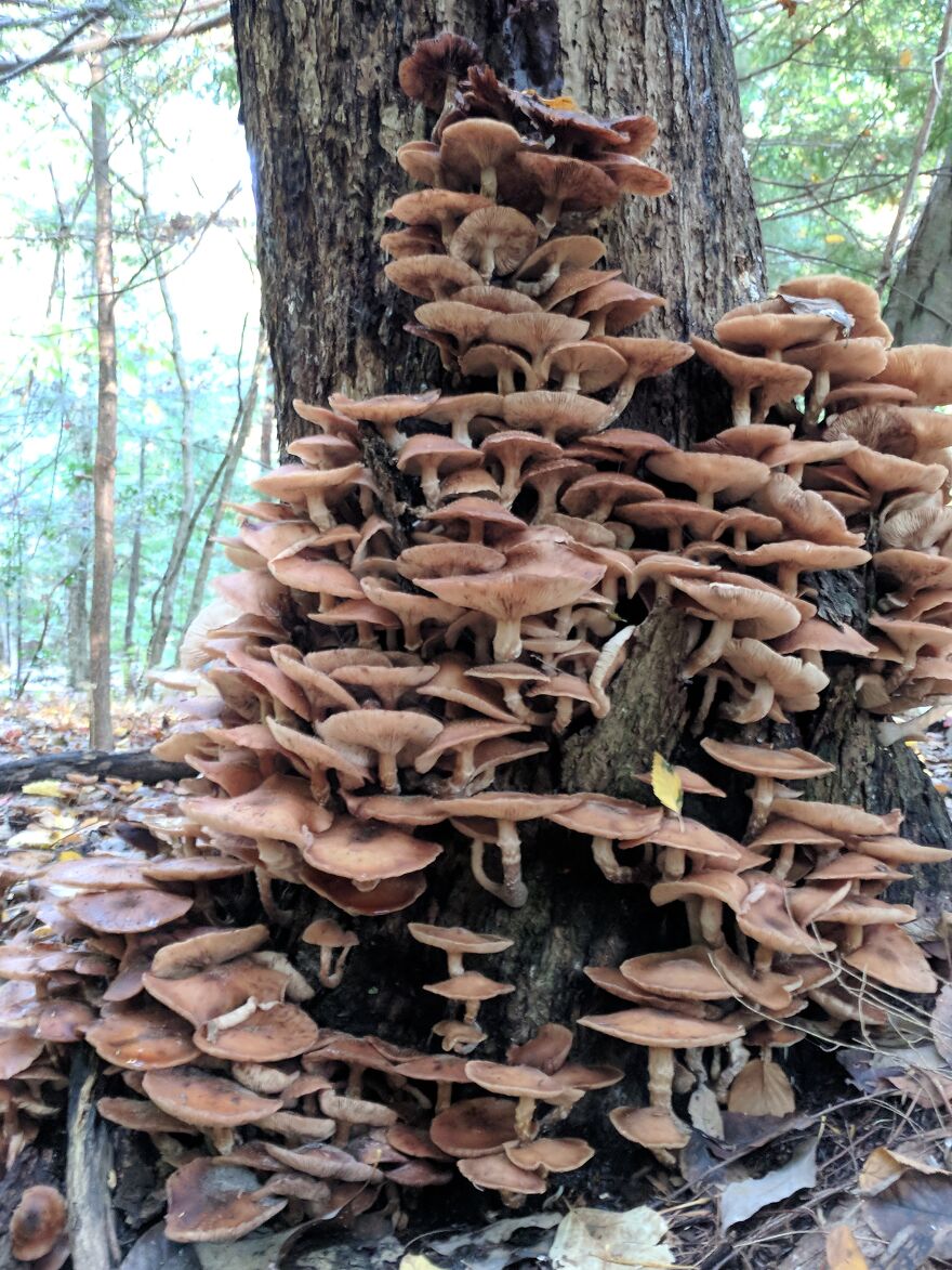 The Fungus Among Us: Can You Identify Some Of These Spores? (38 Pics)