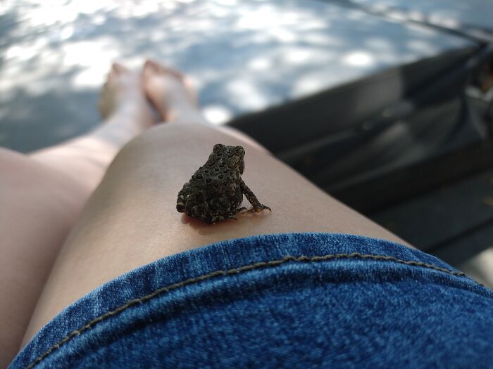 I Found A Tiny Froggy On My Back Porch Last Summer!