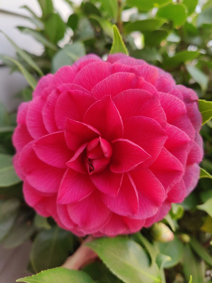My Favorite Camellia Nuccio's Bella Rosa