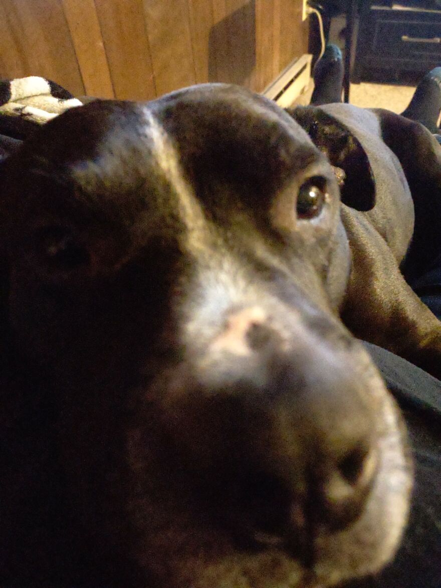 In Honor Of Dogs 13th Birthday, Here Are 13 Pictures Of Him