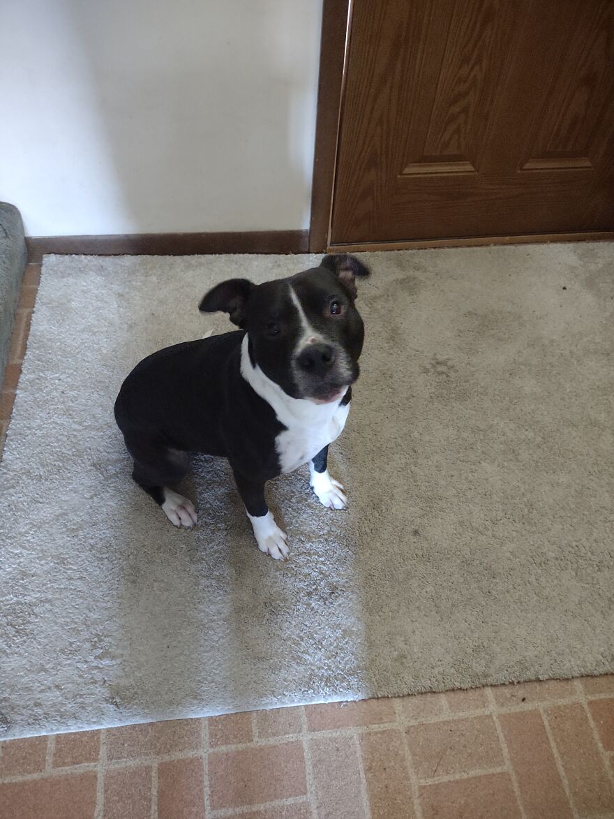 In Honor Of Dogs 13th Birthday, Here Are 13 Pictures Of Him