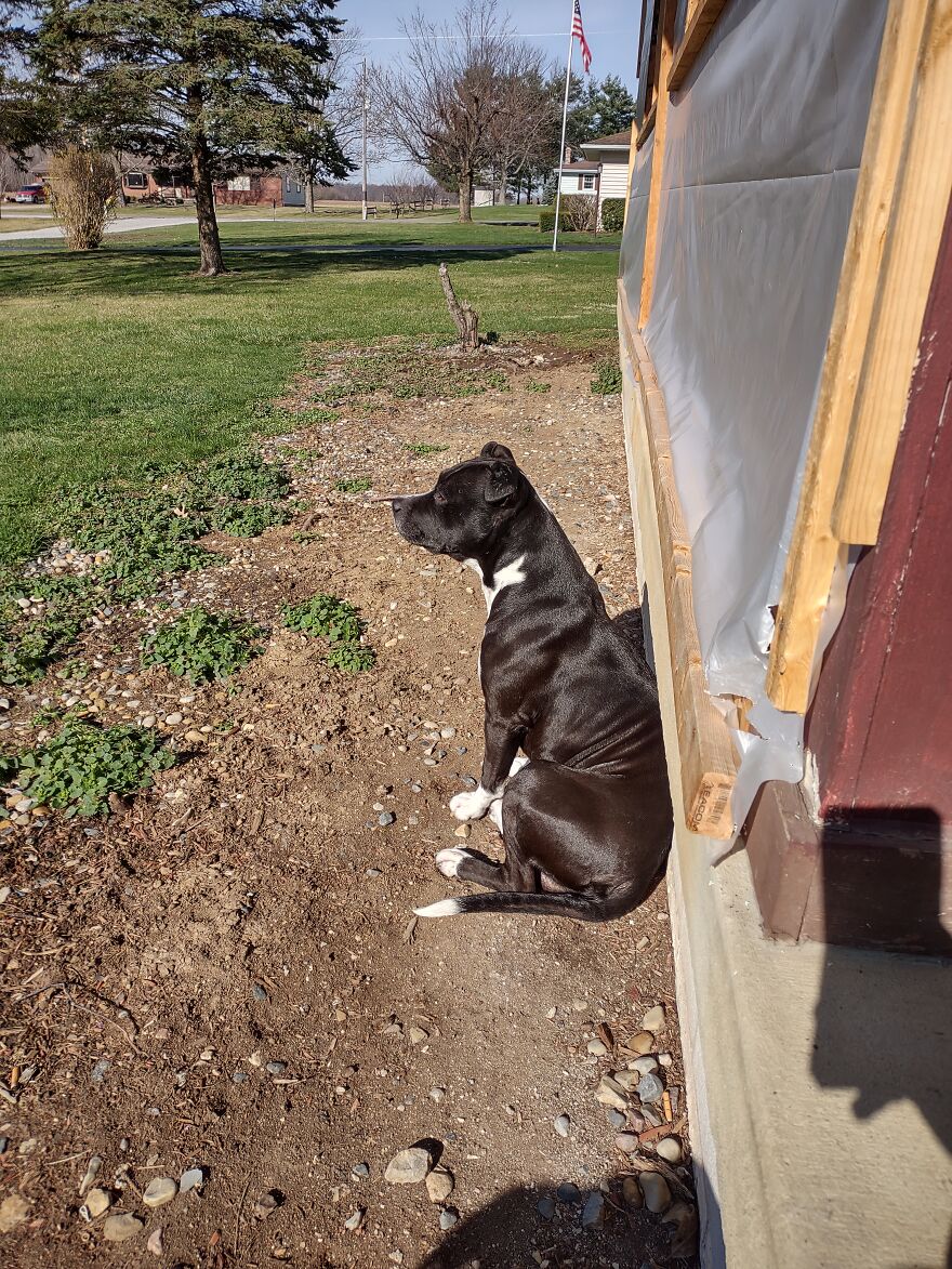 In Honor Of Dogs 13th Birthday, Here Are 13 Pictures Of Him