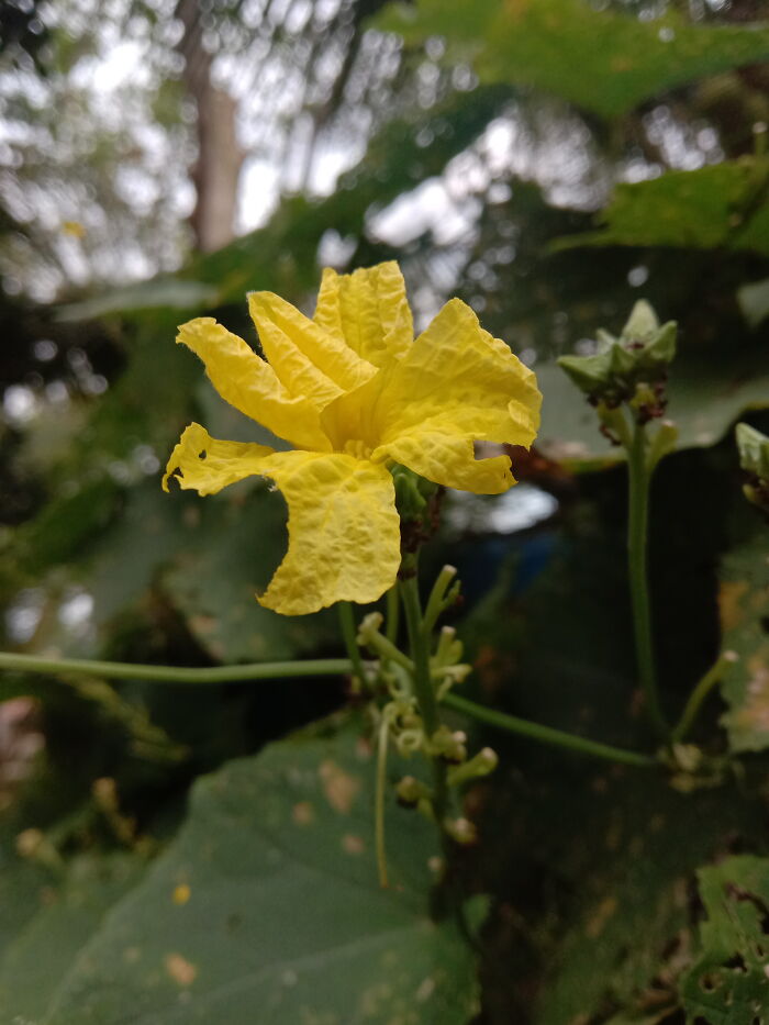 A Flower Of Luffa Acutangula Or Chinese Okra From My Garden