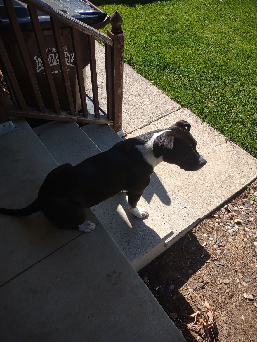 In Honor Of Dogs 13th Birthday, Here Are 13 Pictures Of Him