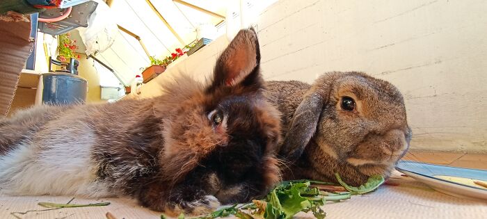 Chu & Carletto, Both 12 Years Old, Living Their Best Life Together