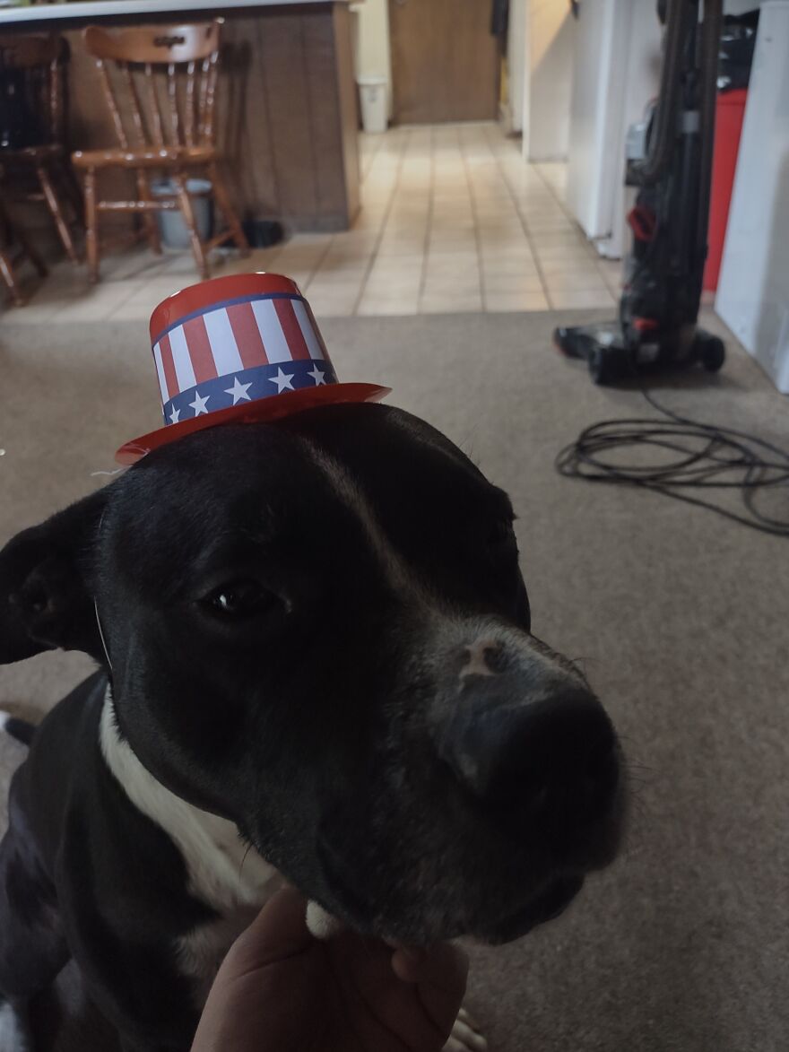 In Honor Of Dogs 13th Birthday, Here Are 13 Pictures Of Him