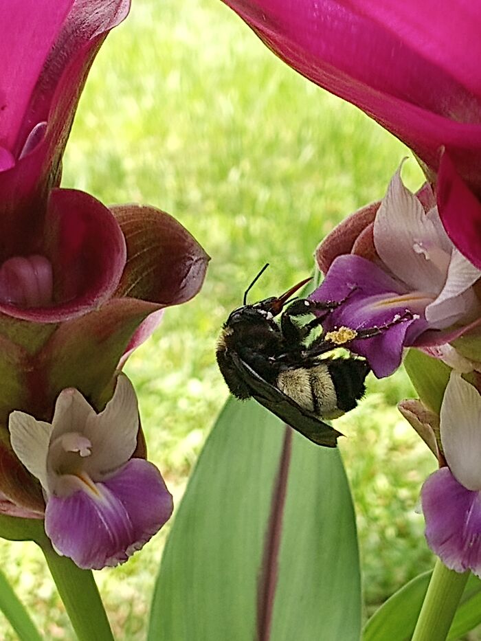 This Bumble Bee Going After My Thailand Tulips
