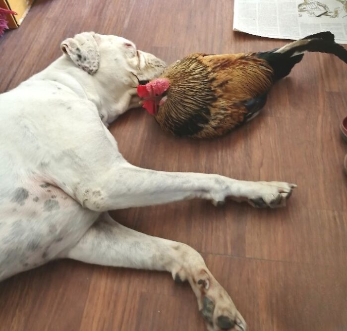 Jahya, One Of My Bobox, And Yo My Rooster 🥰