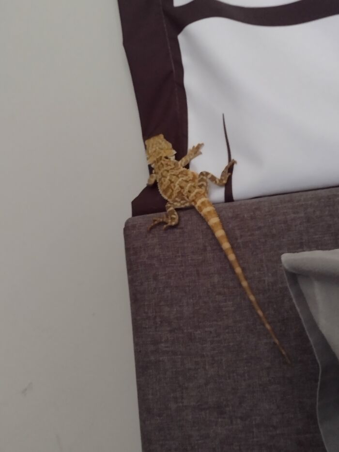 My Beardie Is Training To Climb Mount Everest