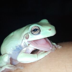 belflower-laura04 avatar