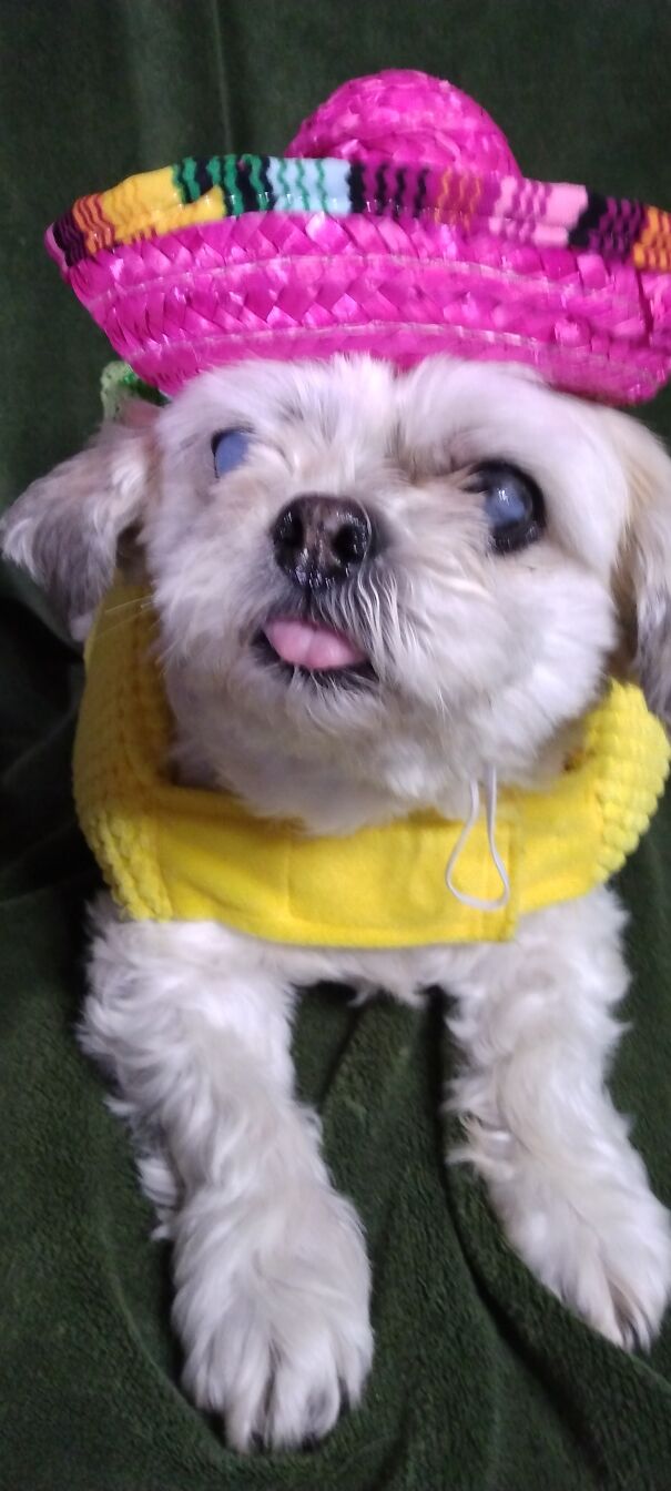 I Do Dog Photo Shoots