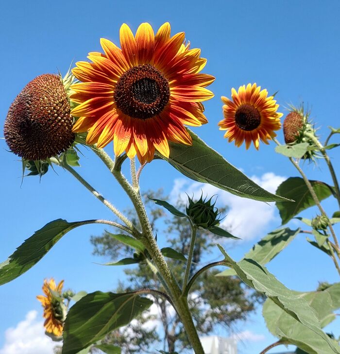 Sunflowers On A Beautiful Summer Day
