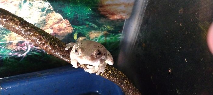 Kyo One Of My One Of My Six Frogs. He Silently Judges