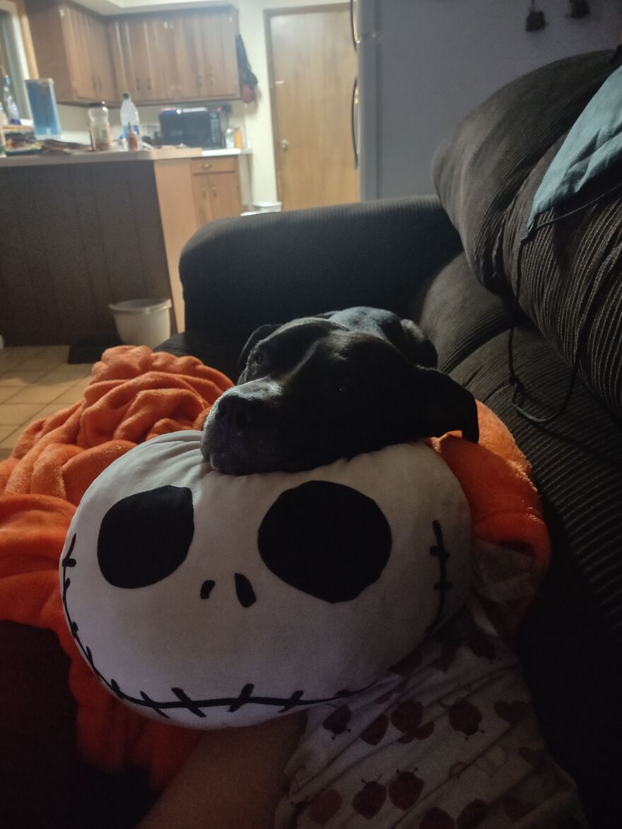 In Honor Of Dogs 13th Birthday, Here Are 13 Pictures Of Him