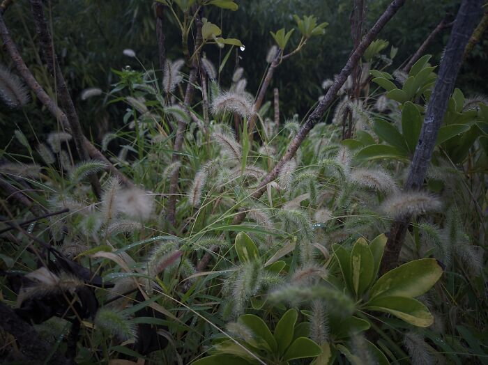 Setaria In The Morning After Rain