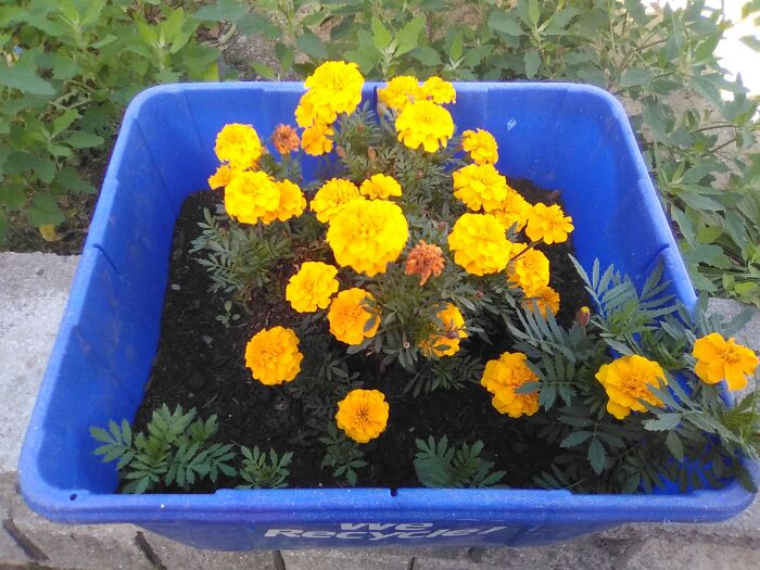 My Mother's Day Marigolds That My Son Gave Me Are Coming Along Nicely