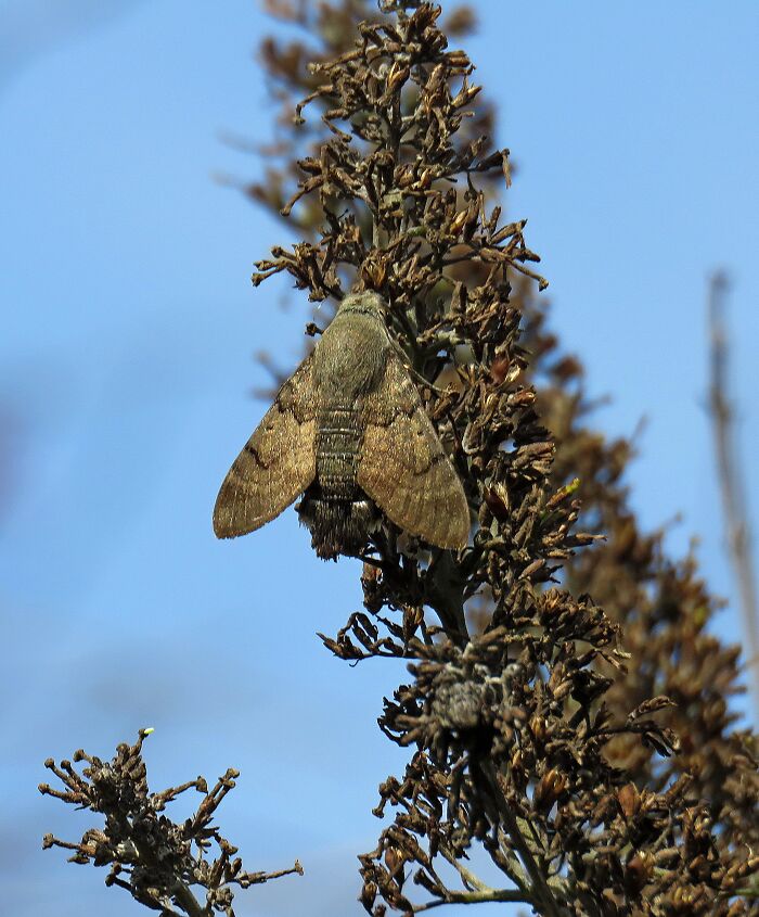 Hummingbird Hawk-Moth, He Rests After Hard Drinking Of Nectar