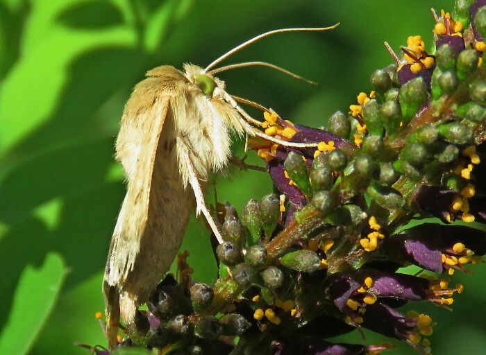 This Moth Looks Like It's Staring Right Into Your Soul!😮