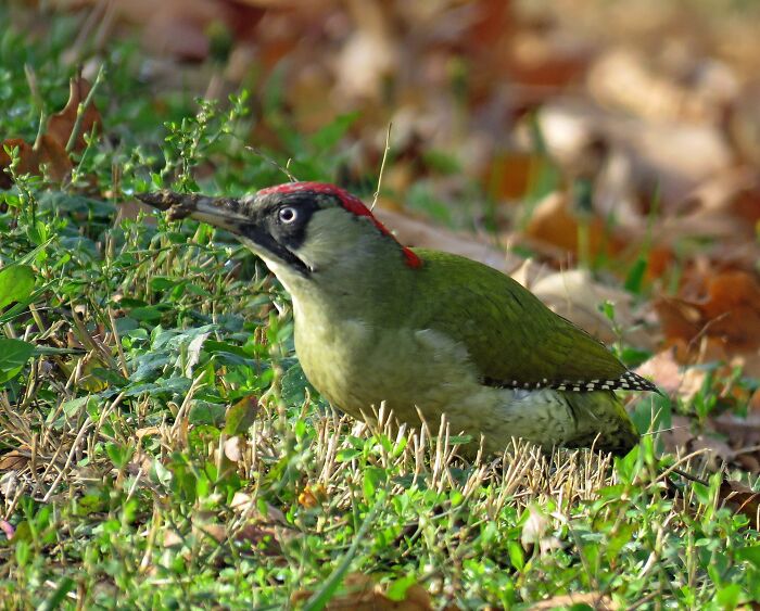 European Green Woodpecker, This Is The Only Time I Saw This Beautiful Bird 