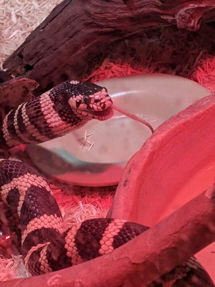 This Is Crowley, Just Finishing Up A Meal