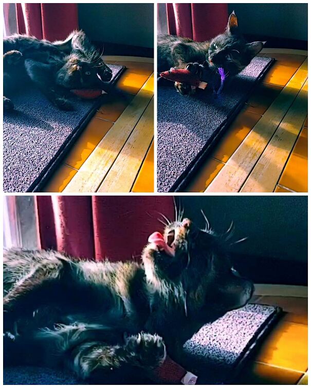 Cinder Perfectly Summing The Stages Of Grief Of Going To Work