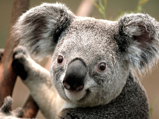 Koala-6311e50015e4f.jpg