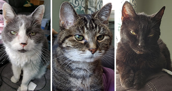 From Left To Right: Storm (22), Sarge (19) And Suki (18)