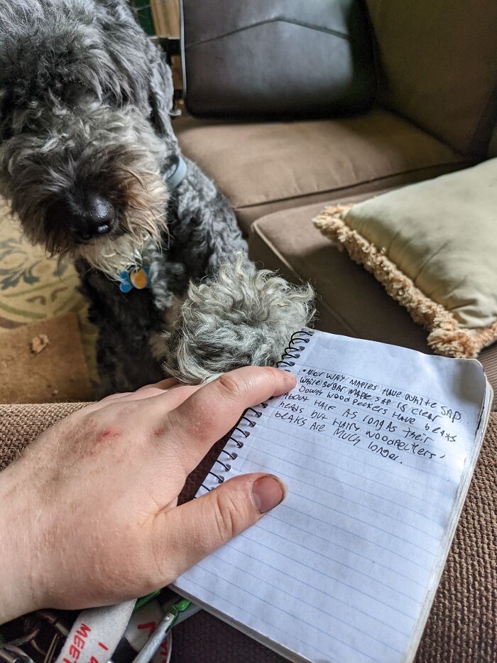 Echo Would Much Rather I Pet Him Than Transcribe My Notes