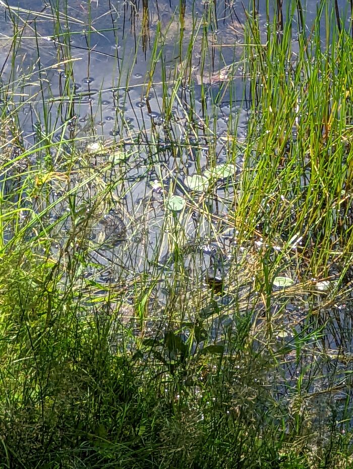 Sneaky Water Moccasin