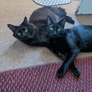 carlyskonnord avatar