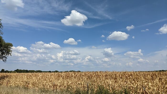 Kansas Cornfield And Clouds I Took With My Phone