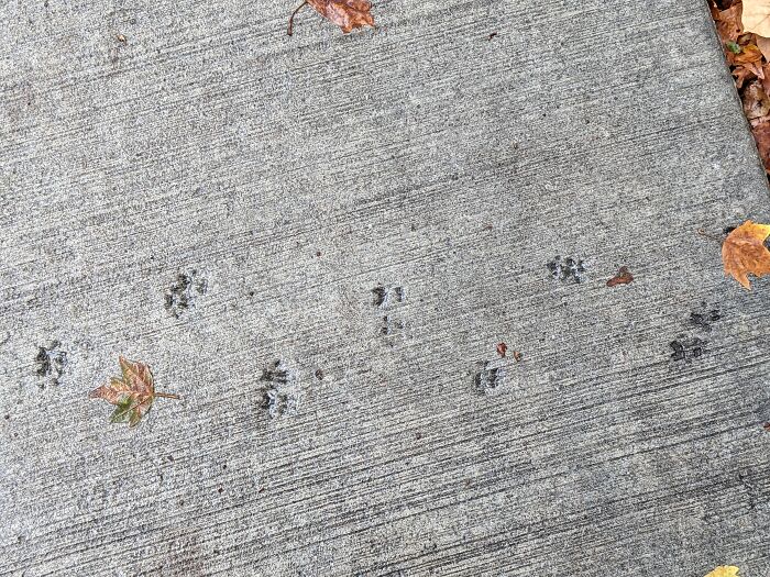 This One Is Twofold- 1. This Animal (Squirrel??) Doesn't Care About Anybody's Rules And 2. This Was Taken On One Of My First Few Days Of College- Where I'm Finally Trusted To Take The Bus To By Myself