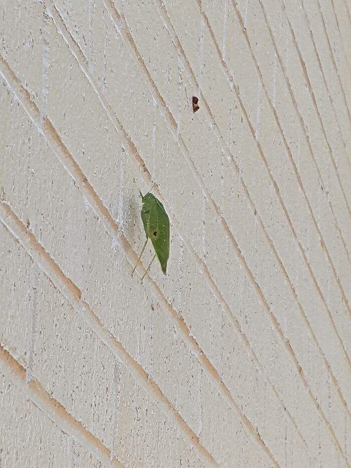 Little Bug That Looks Like A Leaf