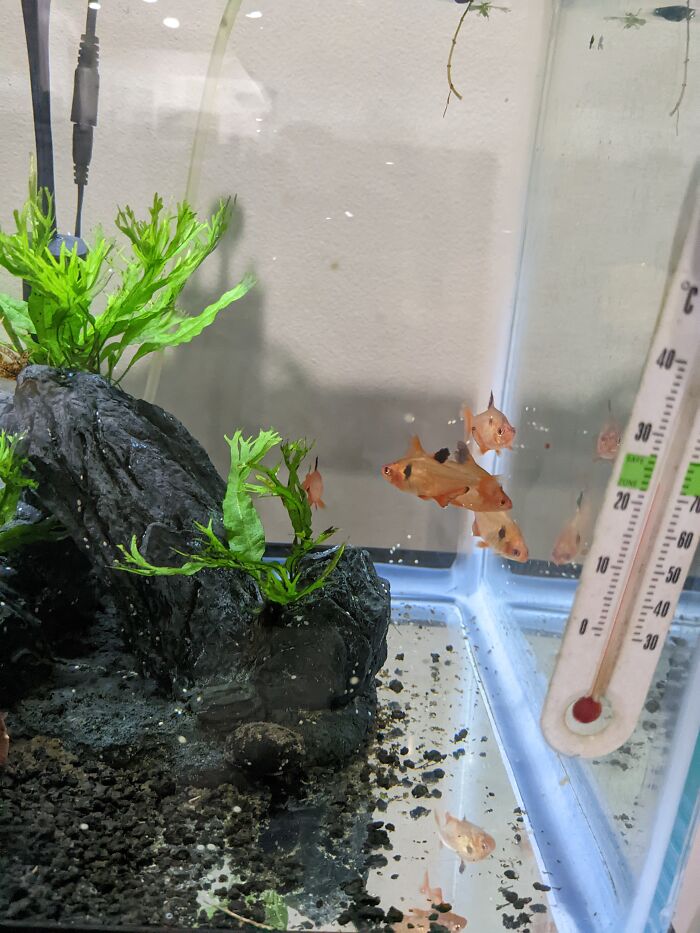 My Fish. They Are Almost 5 Years Old