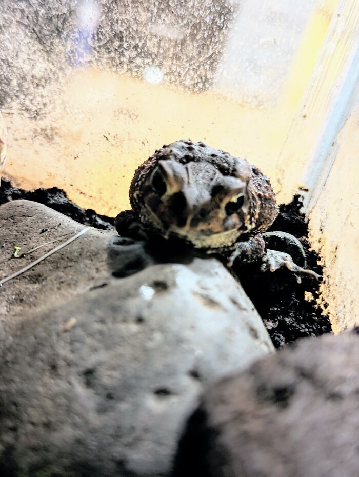 Our 3 Year Old Pet Toad Named Hiberfraid
